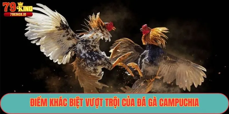 Điểm khác biệt vượt trội của đá gà Campuchia